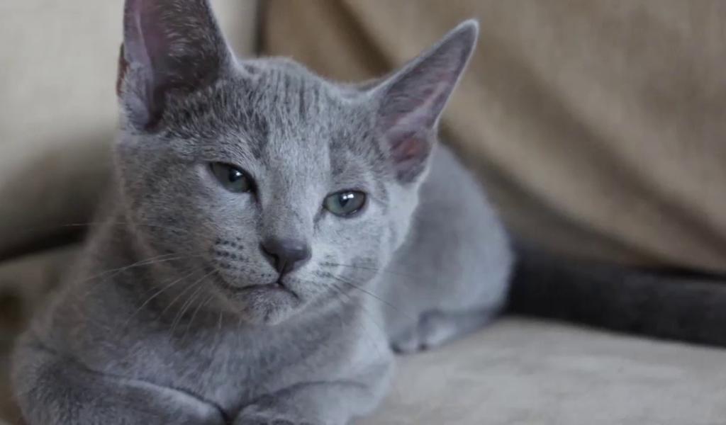 Russian Blue Cat