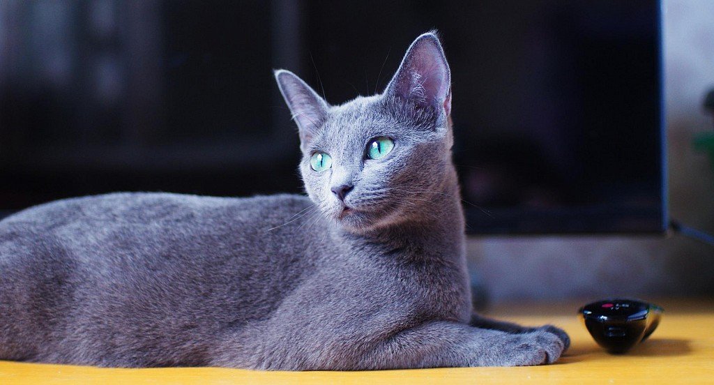 Russian Blue Cat