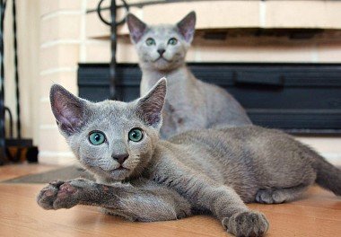 Russian Blue Cat