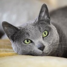 Russian blue cat