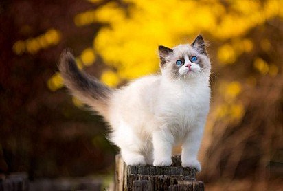 Ragdoll kitten