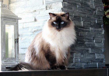 Color-point color Ragdoll