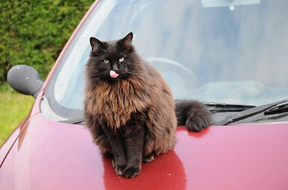 Chocolate-colored ragdoll