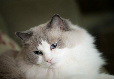 Ragdoll