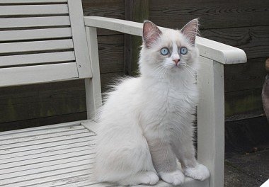 Ragdoll