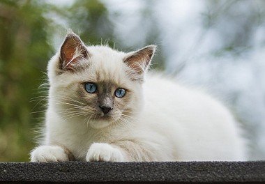 Ragdoll