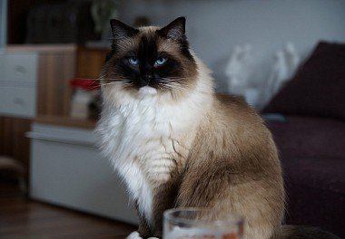 Ragdoll color mitthead