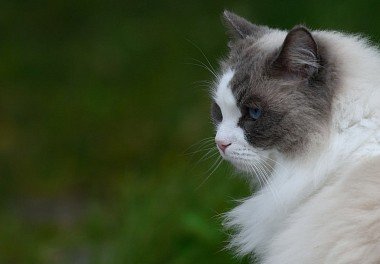 Ragdoll