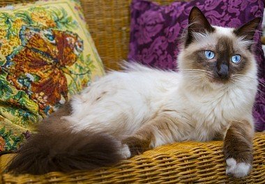 Ragdoll