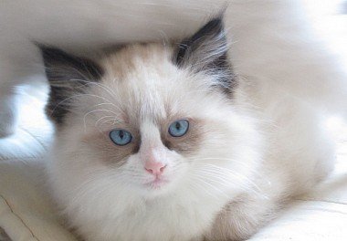 Ragdoll