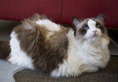 Bicolor Ragdoll