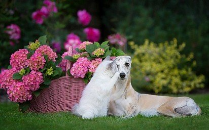 Ragdoll with a dog