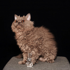 Selkirk Rex