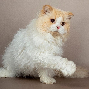 Selkirk Rex