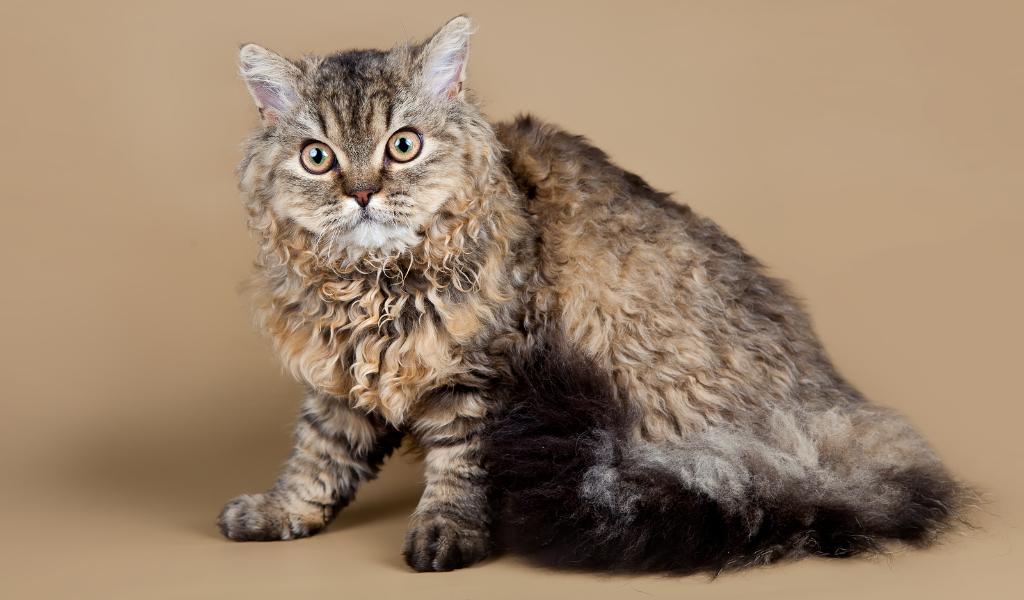 Selkirk Rex