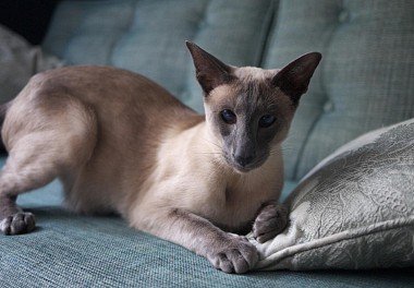 Siamese cat