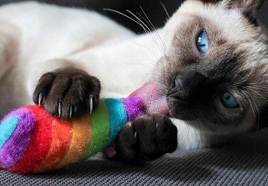 Siamese cat