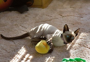 Siamese cat