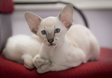 Siamese cat