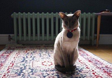 Siamese cat