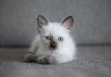 Siamese cat