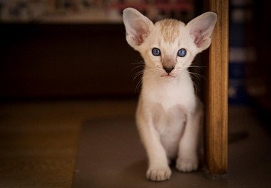 Siamese cat