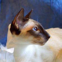 Siamese cat