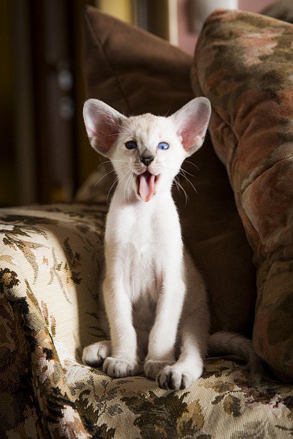 Siamese kitten