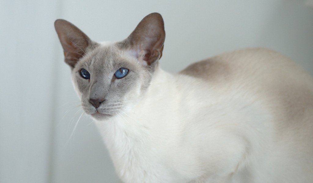 Siamese Cat