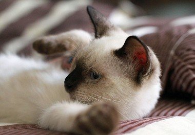 Siamese cat