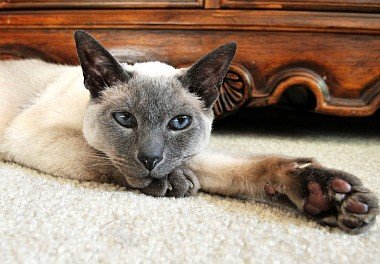 Siamese cat