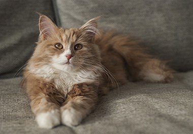 Siberian cat