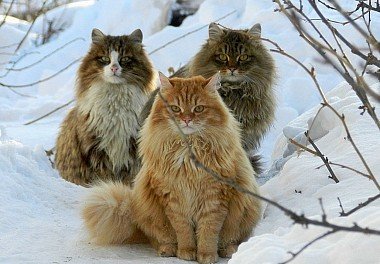 Siberian cat