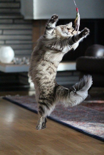 Siberian cat plays with owner