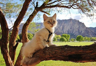 Siberian Cat