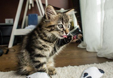 Siberian Cat