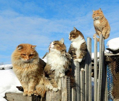 Siberian Cat Gang