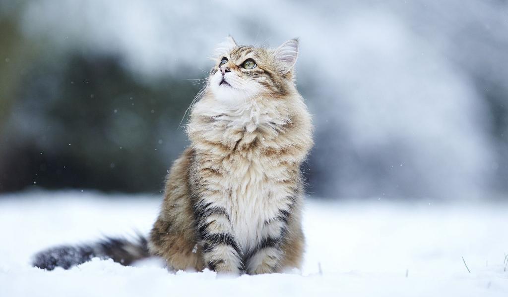 Siberian Cat