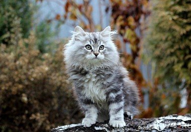 Siberian Cat