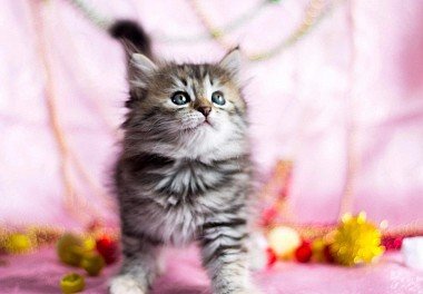 Siberian Cat