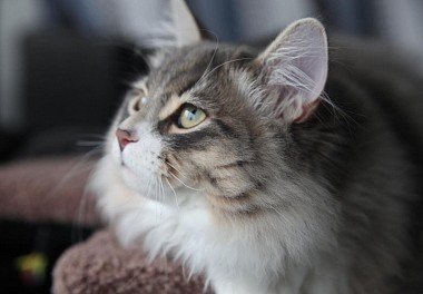 Siberian cat