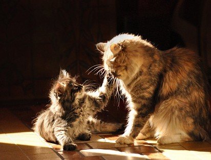 Siberian kitten with mom