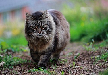 Siberian cat