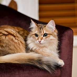 Siberian Cat