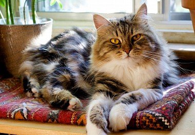 Siberian Cat