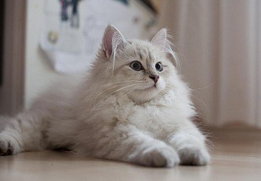 Siberian cat