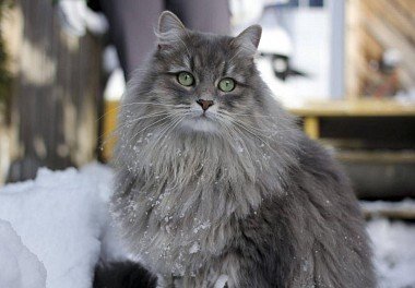 Siberian cat of smoky color