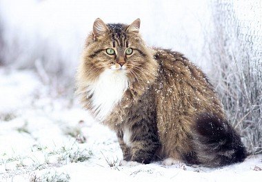 Siberian cat