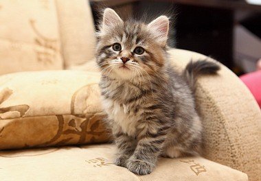 Siberian cat