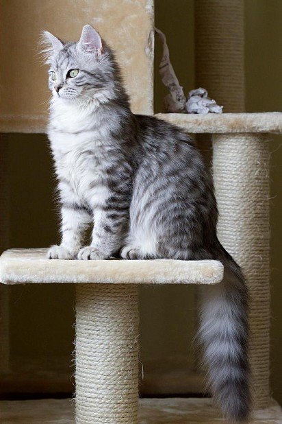 Siberian Cat